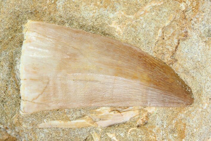 Mosasaur (Mosasaurus) Tooth In Rock - Morocco #123227